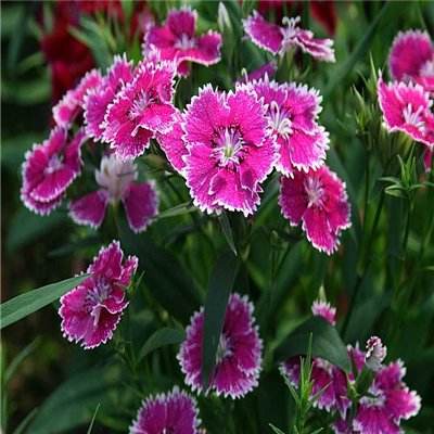 巴基斯坦提出为美伊战争谈判提供斡旋，特朗普与德黑兰释放矛盾信号